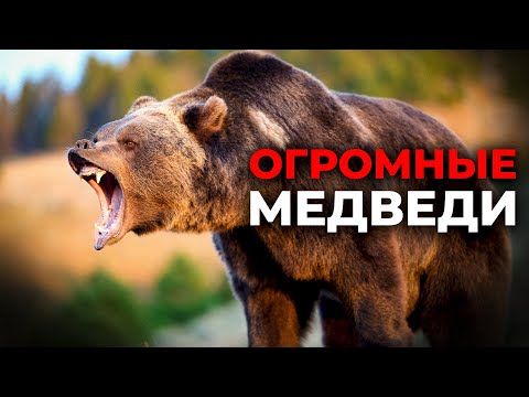 Видео: Самые большие медведи! Топ 10.