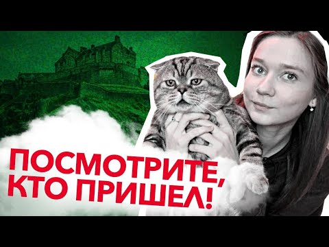 Видео: Все про котиков 🐾. Плюсы и минусы домашнего питомца. Мой личный опыт ✨