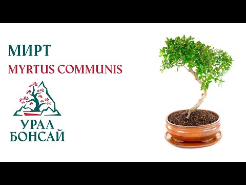 Видео: Бонсай из мирта (Myrtle)