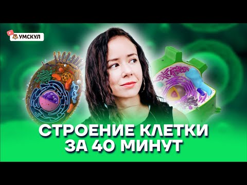 Видео: Строение клетки за 40 минут | Биология ЕГЭ 2022 | Умскул