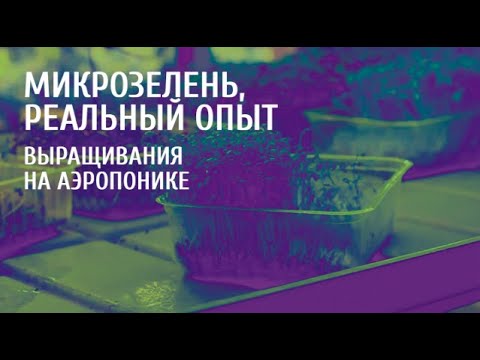 Видео: ПОСАДКА И ВЫРАЩИВАНИЕ / МИКРОЗЕЛЕНЬ НА АЭРОПОНИКЕ