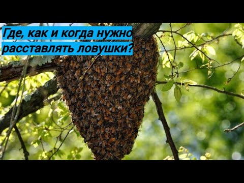 Видео: Где, как и когда нужно расставлять ловушки? Ловля роев. Пчеловодство.