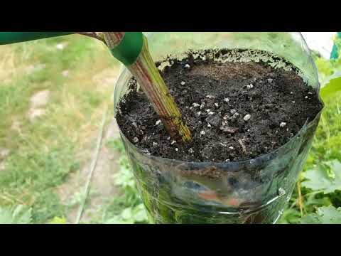 Видео: Как укоренить прививку винограда. Простой способ укоренения вегетирующей лозы в подвесном контейнере