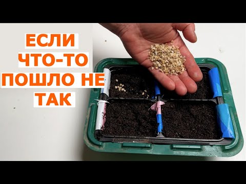 Видео: Почему семена всходят долго или не всходят совсем?