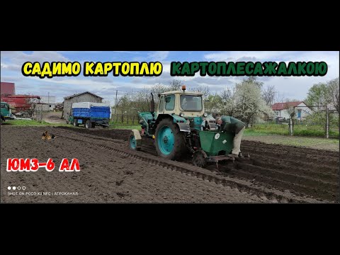 Видео: ЮМЗ  Садимо картоплю картоплескажалкою Біярдскі