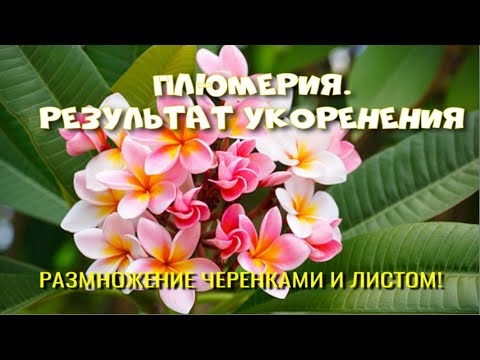 Видео: ПЛЮМЕРИЯ (ФРАНЖИПАНИ). РАЗМНОЖЕНИЕ ЧЕРЕНКАМИ И ЛИСТОМ.