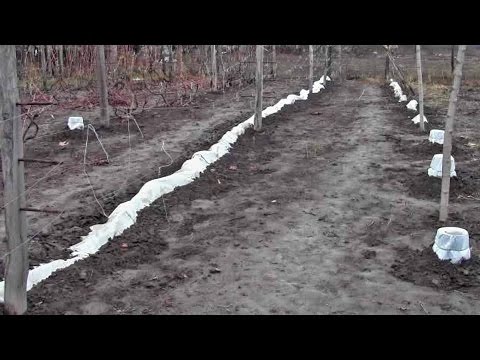 Видео: @Укрытие винограда на зиму. Опыт Якушенко В.Е.