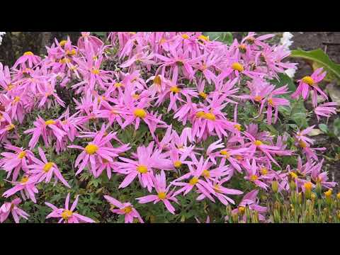 Видео: ТЫ ОПЯТЬ СЕГОДНЯ НЕ ПРИШЛА - ВИТЕБСК