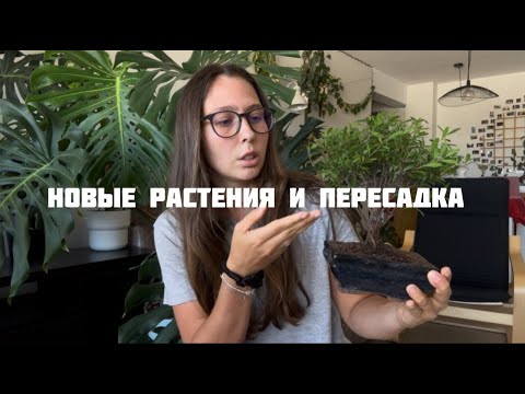 Видео: Новые растения/ пересадка/сколько стоит заниматься растениями/инструменты для растеневодства