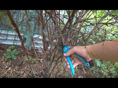 Видео: Обрезка жимолости. Омолаживание куста