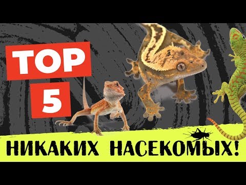 Видео: Рептилии, не нуждающиеся в кормлении насекомыми