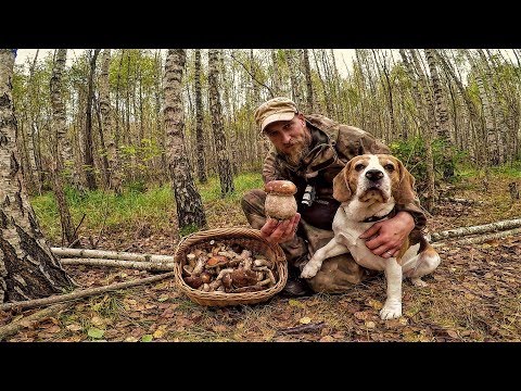 Видео: Поход за Грибами С Жориком! Отличный Улов.Очень Круто! Тихая Охота в Разгаре!