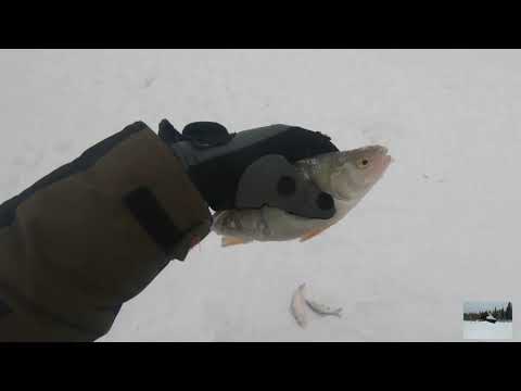 Видео: ОЗЕРО ЧАНЫ.ОТЛИЧНАЯ РЫБАЛКА И ОТДЫХ!!! Часть 1