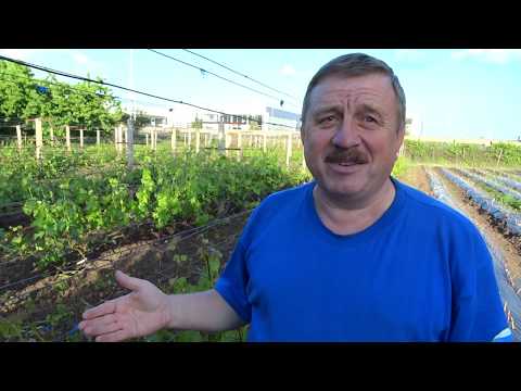 Видео: Удаление и прищипывание пасынков на винограднике