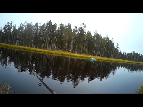 Видео: Карелия. Август. Рыбалка на поплавок и спиннинг на маленькой ламбушке. Олень.