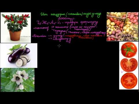 Видео: Ит жүзүм тукуму