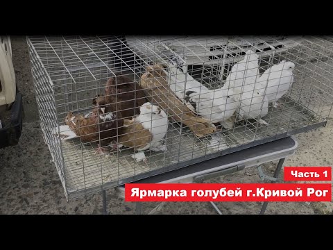 Видео: Ярмарка голубей и декоративных птиц г. Кривой Рог 29.03.2025 Часть 1