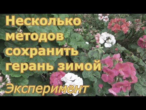 Видео: Несколько способов сохранить герань (пеларгонию) зимой и размножить. Эксперимент с обойным клеем