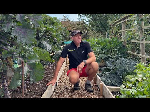 Видео: Экскурсия по огороду в середине сентября ~ суматошный конец лета