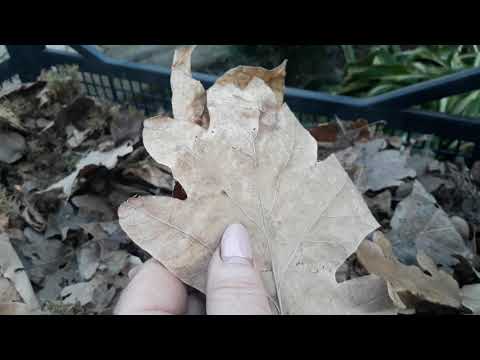 Видео: Укрытие крупнолистной гортензии на зиму. Природные материалы для укрытия гортензии 🍁🍁🍁