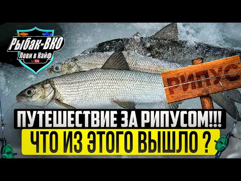 Видео: Путешествие за рипусом! Что из этого вышло ???!!! A trip for ripus! What came of it?!!!