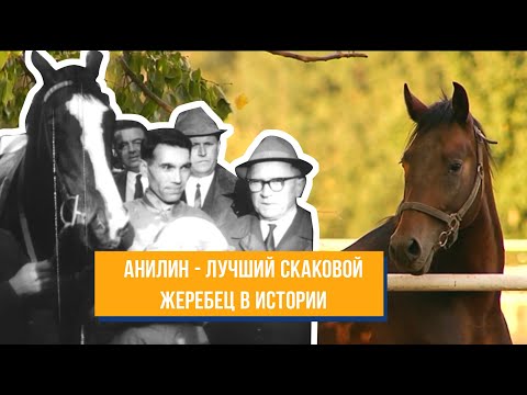 Видео: Фильм "Формула Анилина". Жокей Николай Насибов и жеребец Анилин