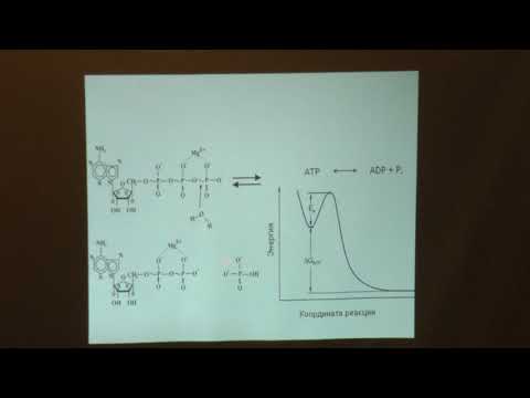 Видео: Твердислов В. А. - Основы биофизики и экологии - Лекция 11