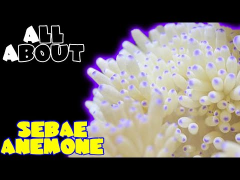 Видео: Все об анемоне Себае