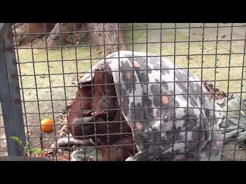 Видео: От этой вкусняшки Дана никогда не отказывается! Парк львов Тайган ❤️ 