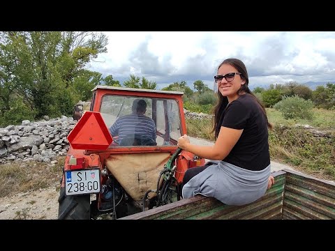 Видео: Ивошевци - Selo Ivoševci kod Kistanja