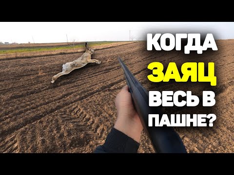 Видео: Охотник ДОЛЖЕН это знать! Когда зайцы уходят в пахоту