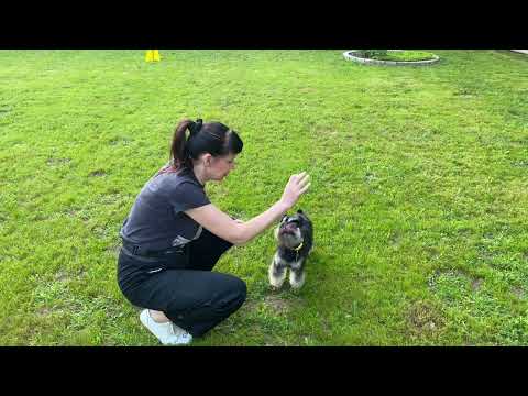 Видео: Дрессировка цвергшнауцера(Дори 1,8 г)#окд#трюкиссобакой#schnauzermini