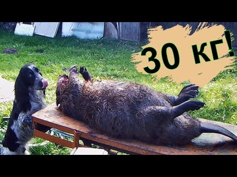 Видео: Охота на бобра!Мой САМЫЙ БОЛЬШОЙ БОБР!!!Стрелял В УПОР!!Лось 145.