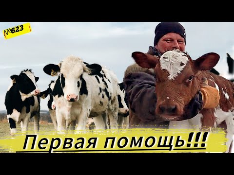Видео: Как помочь телятам при вздутии живота за 15 минут? Лучший средство от тимпании рубца.