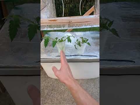 Видео: 🌱 Клонирование томатов 🌱 Осмос или стартовый раствор?