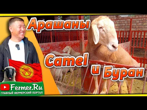 Видео: Буран, Camel и другие арашаны из хозяйства Паншера. Кыргызстан.