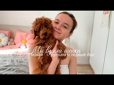 Видео: День с 6 утра с щенком! // Мы стали родителями, реакция, первый день // той пудель