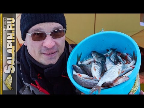 Видео: Зимняя рыбалка. Плотва на поплавок и мормышку, трудовая рыбалка. [salapinru]