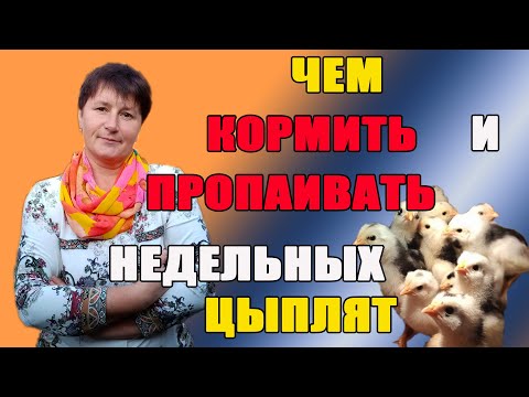 Видео: Чем кормить и пропаивать недельных цыплят.