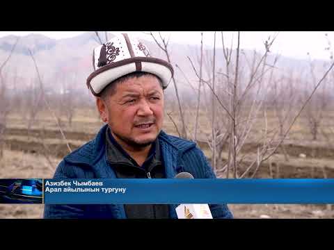 Видео: Мирмахмудов айыл өкмөтүнүн жазгы жумушу