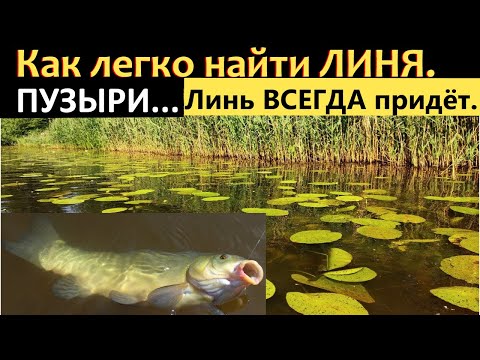 Видео: ГДЕ ЛОВИТЬ ЛИНЯ. МЕСТА ОБИТАНИЯ ЛИНЯ.СУПЕР РЫБОЛОВНАЯ НАСАДКА НА ЛИНЯ.ЛОВЛЯ ЛИНЯ НА ПОПЛАВОК.