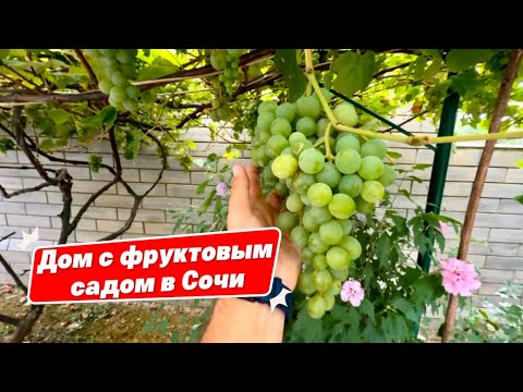 Видео: Дом с фруктовым садом в городе Сочи 