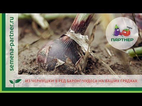 Видео: Как вырастить репчатый лук  Ред Барон из чернушки?