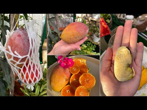 Видео: Созрел последний плод манго . Вкусный, сочный