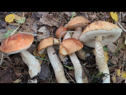 Видео: ГРИБНОЙ РАЙ в Германии. 