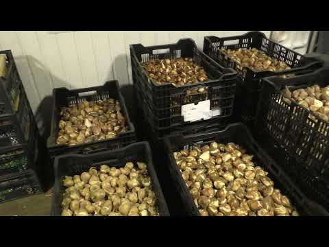 Видео: От чего зависит стоимость  луковицы тюльпана