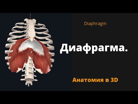 Видео: Диафрагма. Diaphragm. Краткий 3-D обзор.