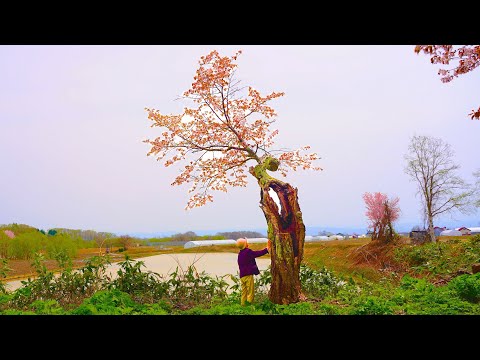 Видео: Неизвестный древний цвет сакуры и моя 90-летняя бабушка