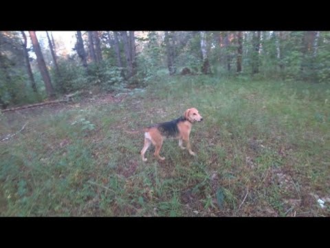 Видео: Русская гончая 4 месяца