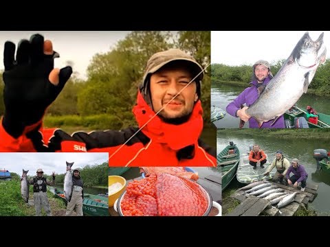 Видео: Чавыча. Лососи Камчатки. King salmon. Salmon of Kamchatka.